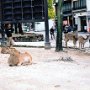 Miyajima Island, Japan